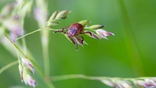 Die Zeckensaison geht von März bis November. In Österreich ist der Holzbock (Bild) verbreitet.