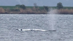 Am Montagmorgen gegen 7.05 Uhr war zu sehen, wie sich der Wal plötzlich bewegt hat.