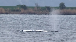 „Timmy“ wurde Anfang März erstmals in der Ostsee gesichtet.