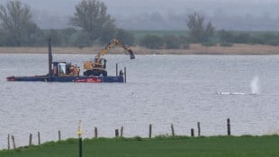 Am Montagmorgen gegen 7.05 Uhr war zu sehen, wie sich der Wal plötzlich bewegt hat.