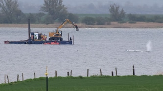 Am Montagmorgen gegen 7.05 Uhr war zu sehen, wie sich der Wal plötzlich bewegt hat.