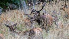 Weil sonst nichts gegen die hartnäckigen Hirsche half, nahm der Bauer die Sache selbst in die ...