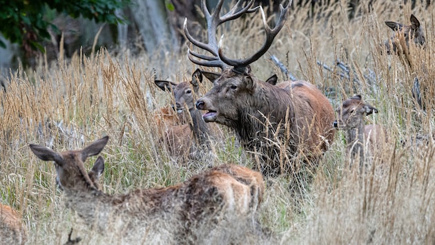 Weil sonst nichts gegen die hartnäckigen Hirsche half, nahm der Bauer die Sache selbst in die ...