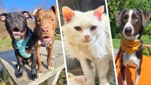 Ob Katze oder Hund, sie alle suchen einen schönen Platz zum Leben.