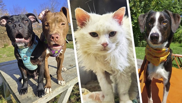 Ob Katze oder Hund, sie alle suchen einen schönen Platz zum Leben.