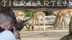 Der unbekannte Schütze (Symbolbild) feuerte von außen ins Gehege und tötete eine Antilope.