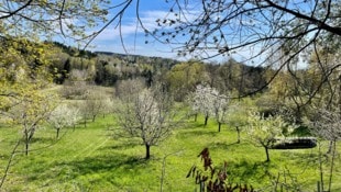 Ein Blick auf eine Streuobstwiese des Paares.