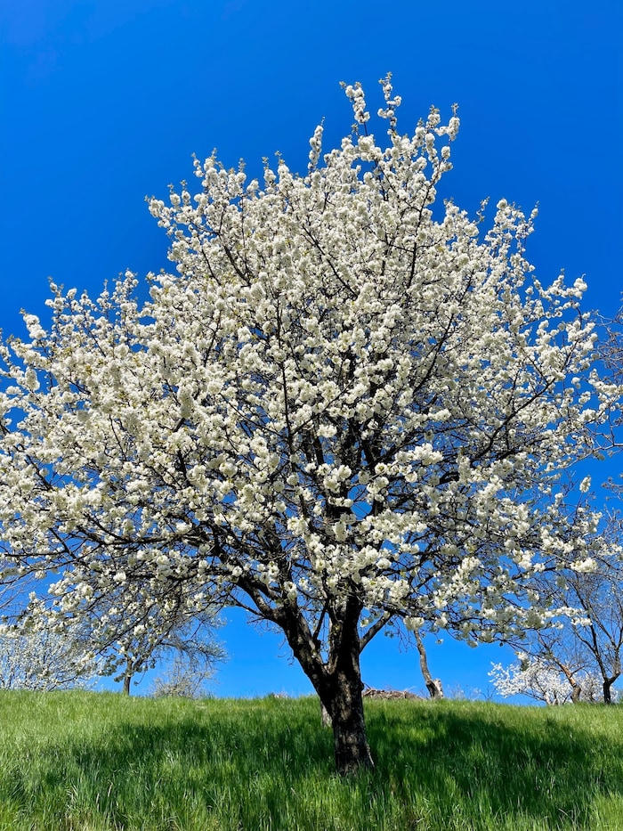 Die ältesten Obstbäume von Birgit Braunrath und Hurka sind an die 80 Jahre alt.