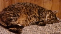 Einer der hochbetagten Schützlinge der beiden Obersteirer