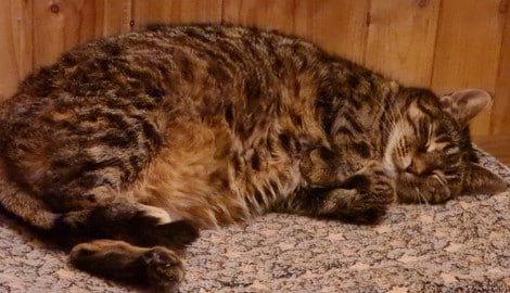 Einer der hochbetagten Schützlinge der beiden Obersteirer