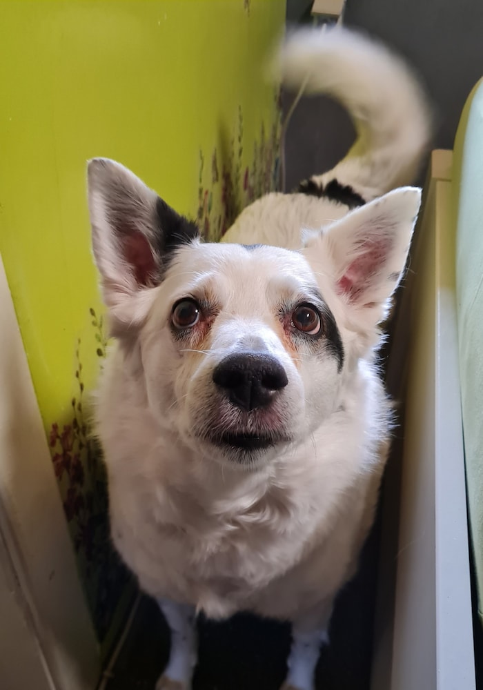 Angsthündin „Daisy“