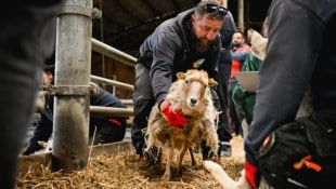 Am 20. April wurden die Schafe abgenommen, am Montag sollen sie von der Pfotenhilfe Lochen ...