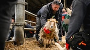Am 20. April wurden die Schafe abgenommen, am Montag sollen sie von der Pfotenhilfe Lochen ...