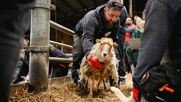 Am 20. April wurden die Schafe abgenommen, am Montag sollen sie von der Pfotenhilfe Lochen ...