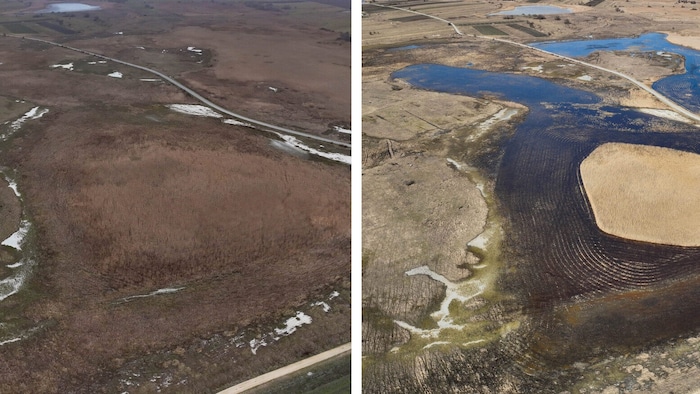 Schilfschnittfläche westlich von Illmitz.