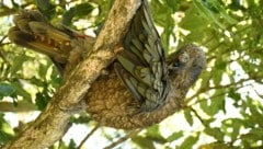 Mit Kea „Bruce“ ist definitiv nicht zu spaßen. 