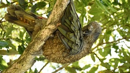 Mit Kea „Bruce“ ist definitiv nicht zu spaßen. 