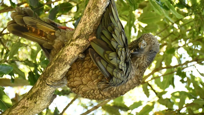 Mit Kea „Bruce“ ist definitiv nicht zu spaßen.
