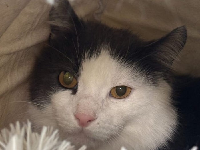 Piccolo hofft auf ein Zuhause als Zweitkatze.