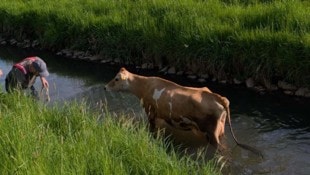 Zwar fand die Kuh ihren Weg in den Kanal, aber nicht mehr daraus heraus. 