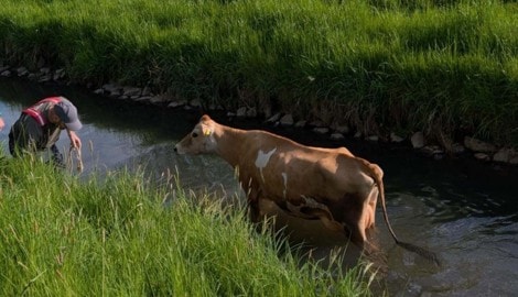Zwar fand die Kuh ihren Weg in den Kanal, aber nicht mehr daraus heraus. 
