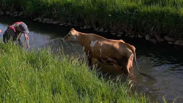 Zwar fand die Kuh ihren Weg in den Kanal, aber nicht mehr daraus heraus.