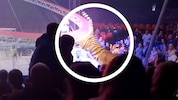 Nach der Flucht des Raubtiers versuchte einer der Trainer, den Tiger durch die leeren ...