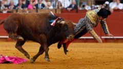 Der Stier trifft den Matador an empfindlichster Stelle – der fragwürdige Showkampf endet mit ...