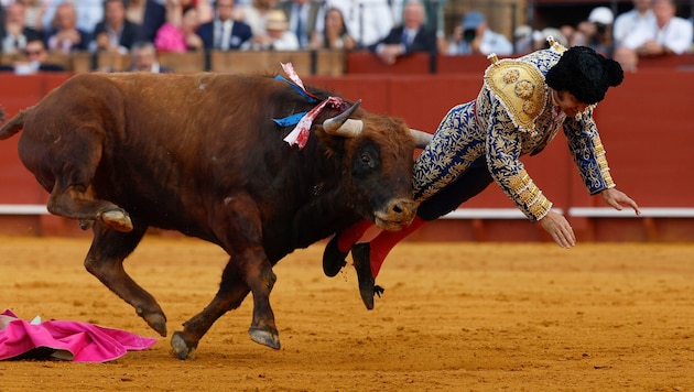 Der Stier trifft den Matador an empfindlichster Stelle – der fragwürdige Showkampf endet mit ...