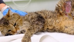 Kater Morli wurde mit Hilfe der Feuerwehr Kumberg gerettet. Er wurde von einem Auto angefahren ...