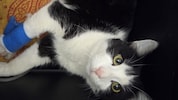 Welche Strafen wären für Tierquäler gerecht?