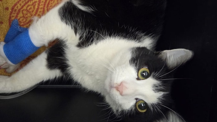 ... und mussten operiert werden.