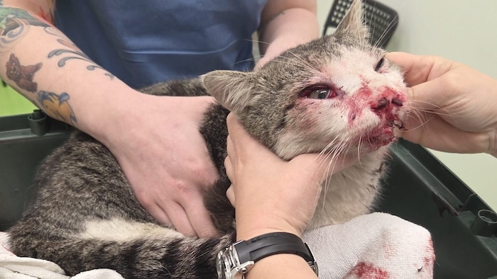 Auch diese Kater wurden schwer verletzt ...