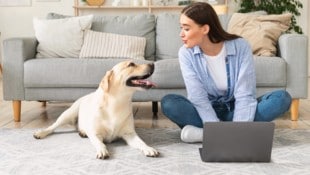 Ein Klick, ein Bild – und plötzlich gehört ein Hund zum Leben. Immer mehr Tiere werden online ...