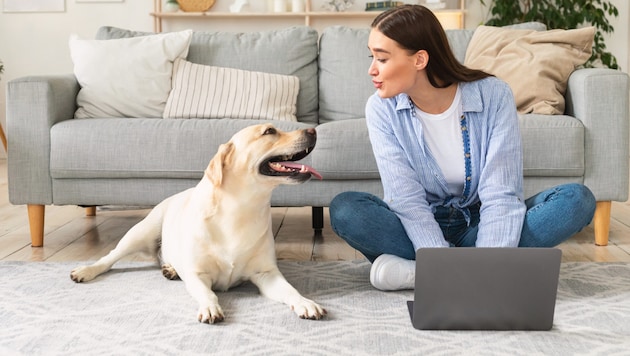 Ein Klick, ein Bild – und plötzlich gehört ein Hund zum Leben. Immer mehr Tiere werden online ...