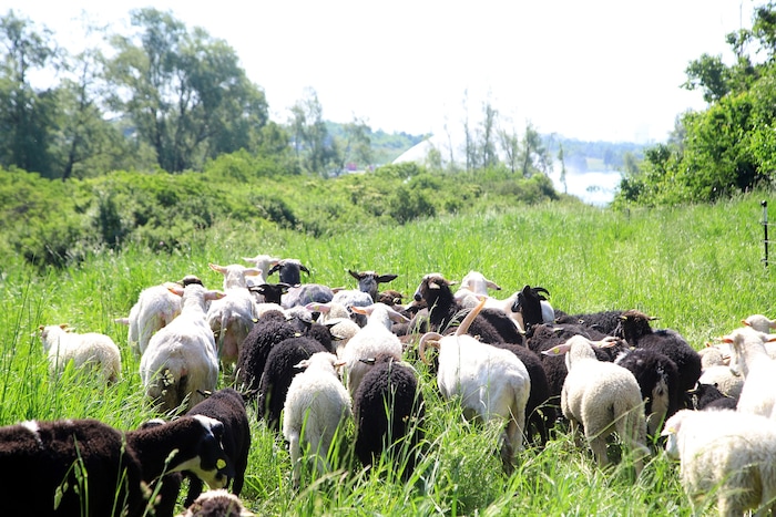 Die Inselfschafe sind schon vor Ort