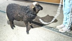 Waldschaf-Bock „Manni“, nachdem er aus dem Auto befreit worden war.