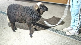 Waldschaf-Bock „Manni“, nachdem er aus dem Auto befreit worden war.