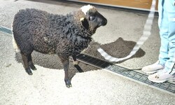 Waldschaf-Bock „Manni“, nachdem er aus dem Auto befreit worden war.