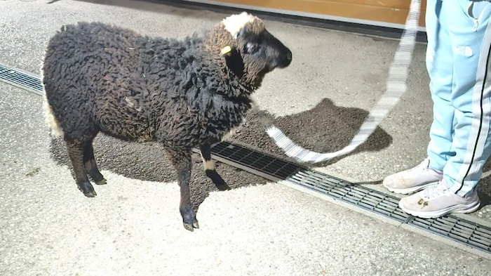 Waldschaf „Manni“ nach seiner Befreiung