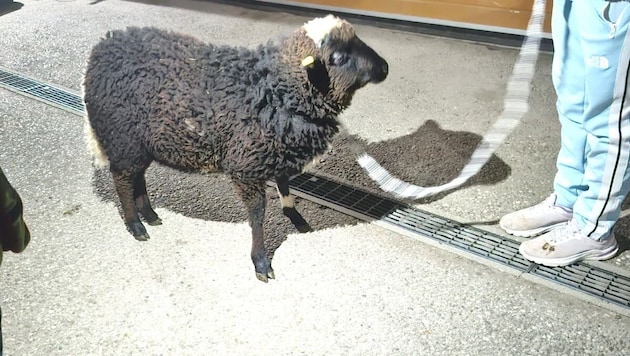 Waldschaf-Bock „Manni“, nachdem er aus dem Auto befreit worden war.