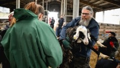 Die Schafe wurden von der Pfotenhilfe Lochen übernommen