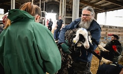 Die Schafe wurden von der Pfotenhilfe Lochen übernommen