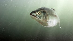 Junge Lachse auf Kokain sind sehr viel aktiver als ihre nüchternen Artgenossen.