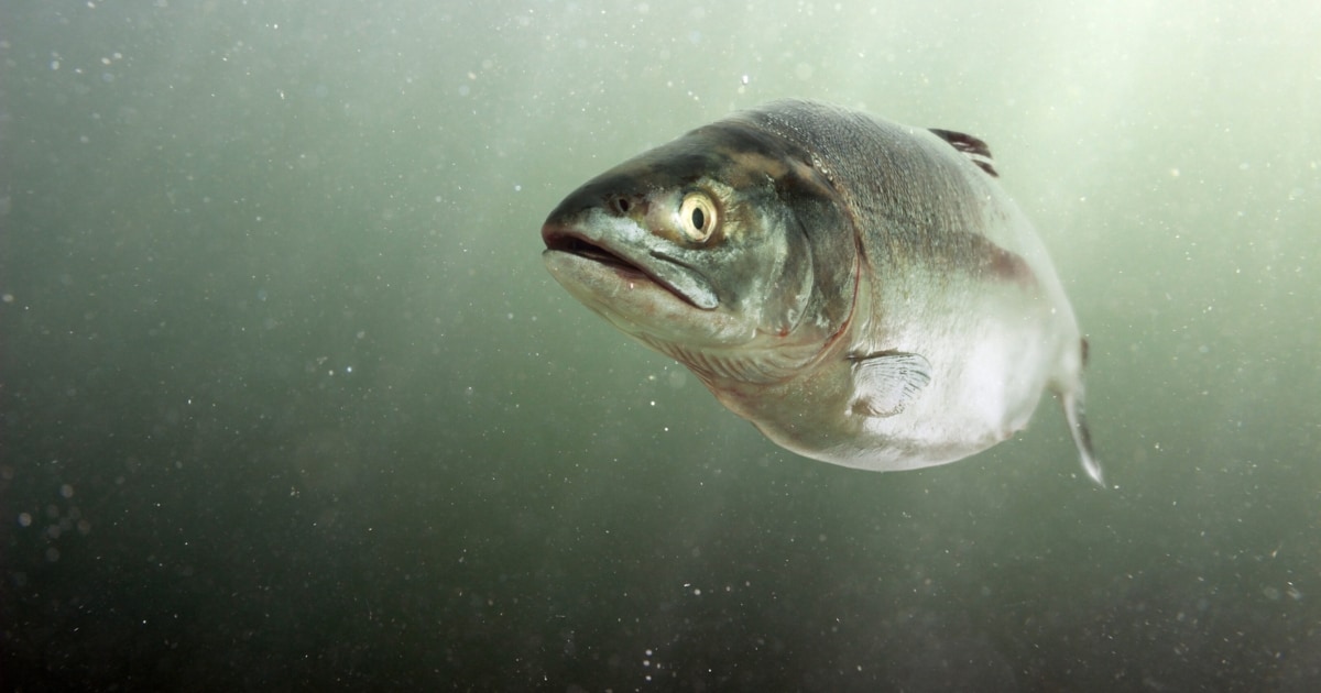 Reading Likewise: Blood of Lemon Sharks, Tiger Sharks, Blacktip Sharks, Caribbean Sharks — Human Risk. Sharks in…