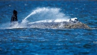 „Timmy“ wird von Helfern befeuchtet, damit er nicht austrocknet.