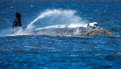 „Timmy“ wird von Helfern befeuchtet, damit er nicht austrocknet.