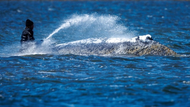 „Timmy“ wird von Helfern befeuchtet, damit er nicht austrocknet.
