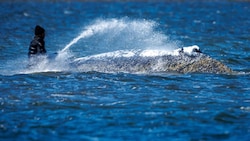 „Timmy“ wird von Helfern befeuchtet, damit er nicht austrocknet.