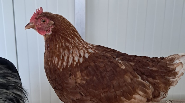 Wem gehören die niedlichen Tierchen?